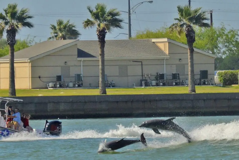 Dolphin delight
