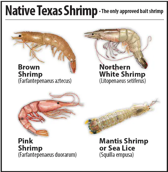 TPWD issues warning about bait shrimp in fresh, saltwater - Port