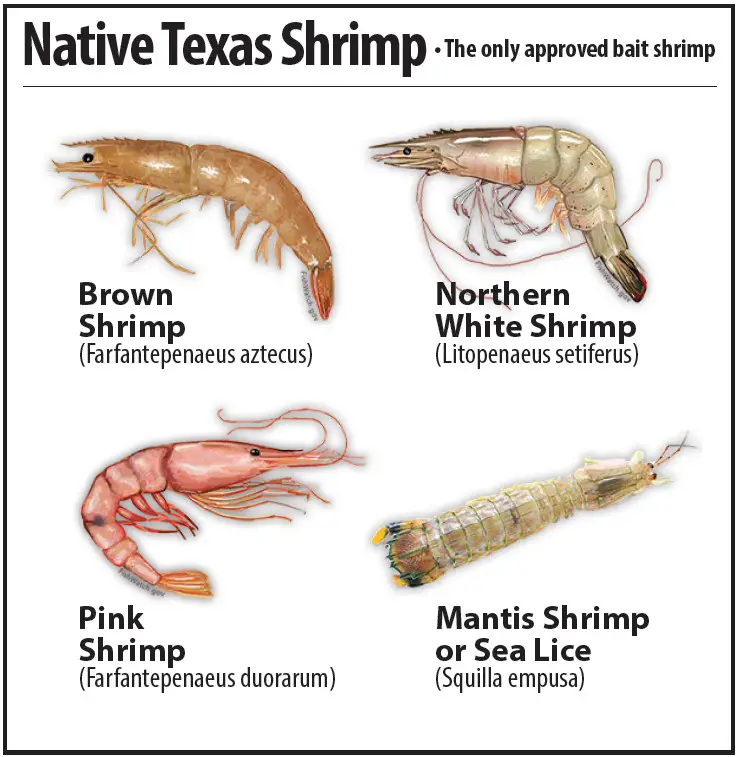 Tpwd Cautions Using Imported Shrimp As Bait Port Aransas South Jetty Tpwd Cautions Using Imported Shrimp As Bait Port Aransas South Jetty