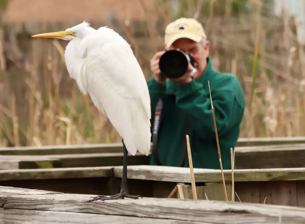 Kurt Cunningham of Helena, Mont., aims his camera at a great egret at the Joan and Scott Holt Paradise Pond on Saturday, Feb. 26. Cunningham was among many taking part in the 25th annual Whooping Crane Festival in Port Aransas. More festival photos are on Page 1B. Staff photo by Lee Harrison