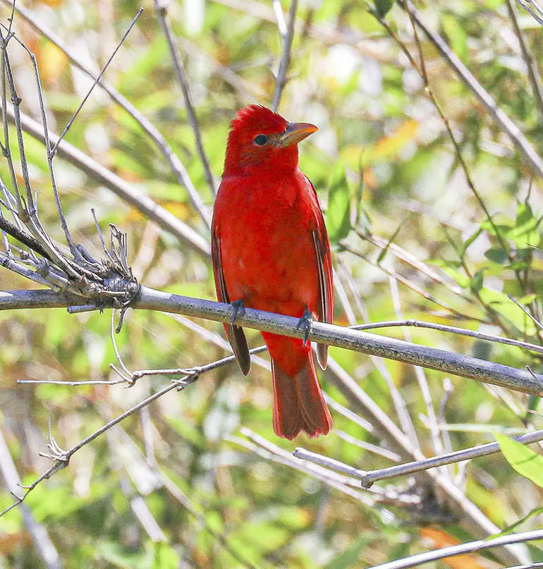 Upper right: A male summer tanager perches in the willows along State Highway 361 on April 9.