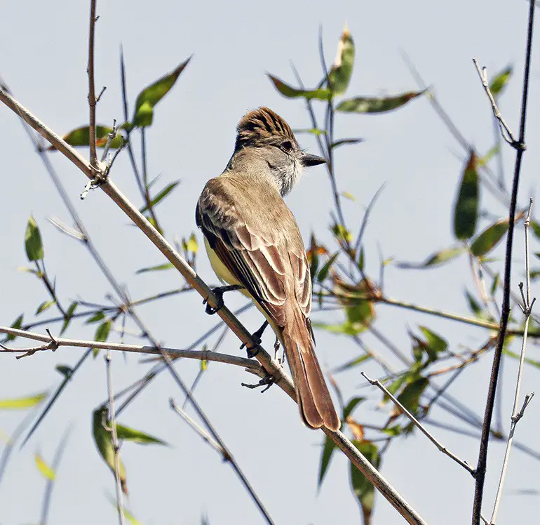 Lower left: This browncrested flycatcher was photographed also on March 31 in the same location as the sparrow.