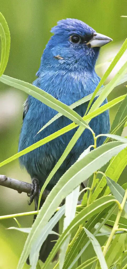 Above left: An indigo bunting perches at the birding center on Thursday, April 11. The indigo bunting is a small, seed-eating bird in the cardinal family. It ranges from southern Canada to northern Florida during the breeding season, and from southern Florida to northern South America in the winter.