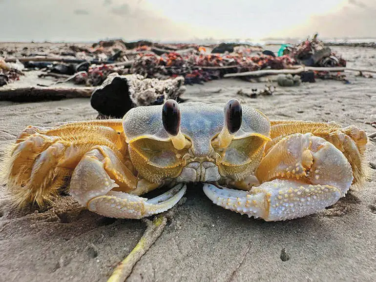 A close-up of a ghost crab on the Port Aransas beach. Tunnell says the crabs are important indicators of the health of the beach.