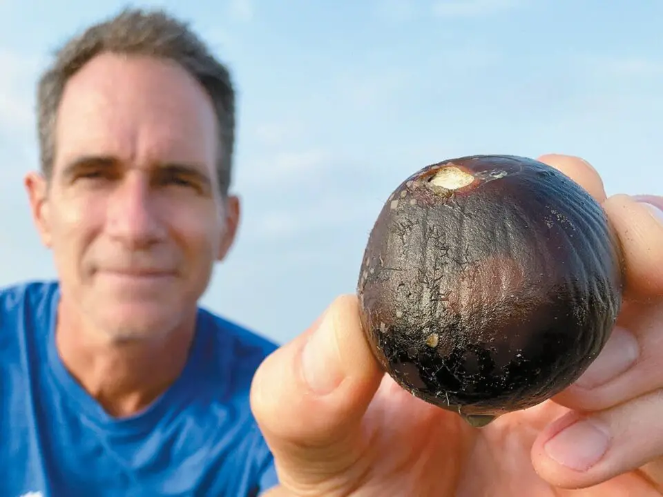 Sea coconuts are rare finds