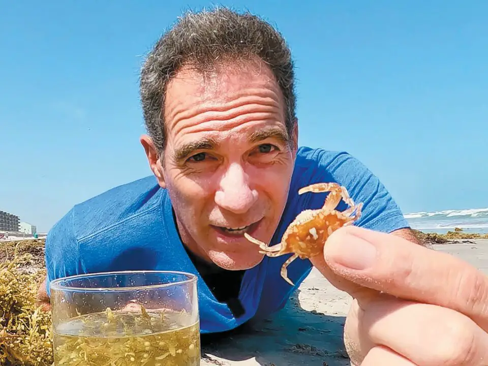 Hidden in plain sargassum