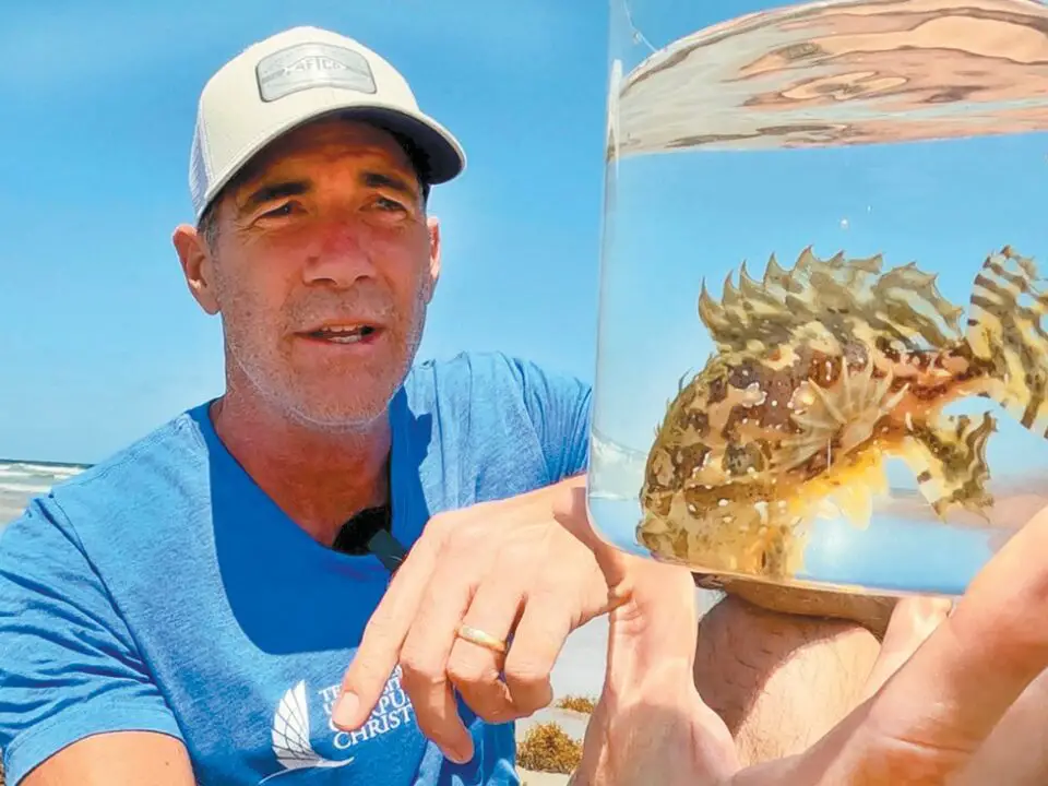 Anglerfish wash up with sargassum
