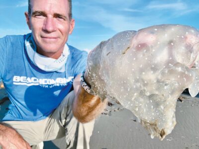 Invasive jellyfish wash up