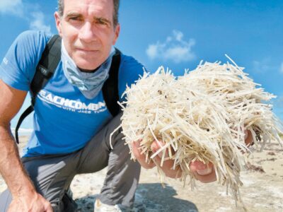 Puzzling strands are vital seagrass