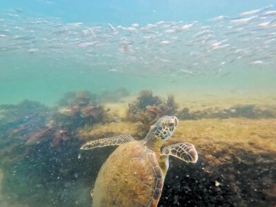 Sealife on display at jetties