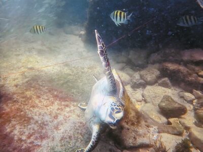 A sea turtle rescue story
