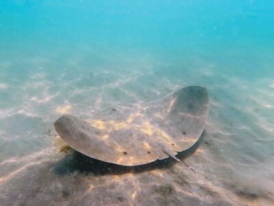 Butterflies of the sea ‘fly’ at jetties