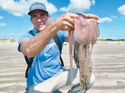 Pink meanie found on beach