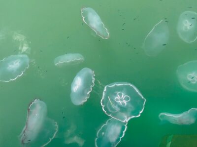 Moon jellies swarm marinas