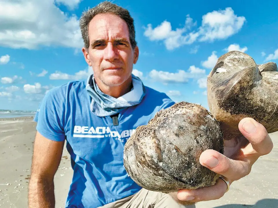 Poisonous fruits wash ashore