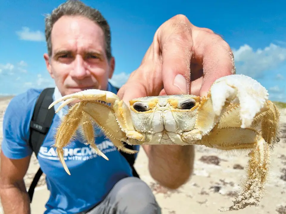 Where did the ghost crabs go?
