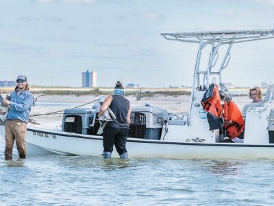 Hail-related bird losses updated