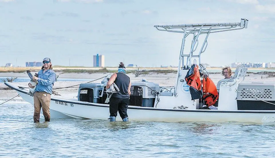 Hail-related bird losses updated