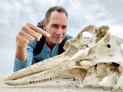 Dolphin bones wash up on beach