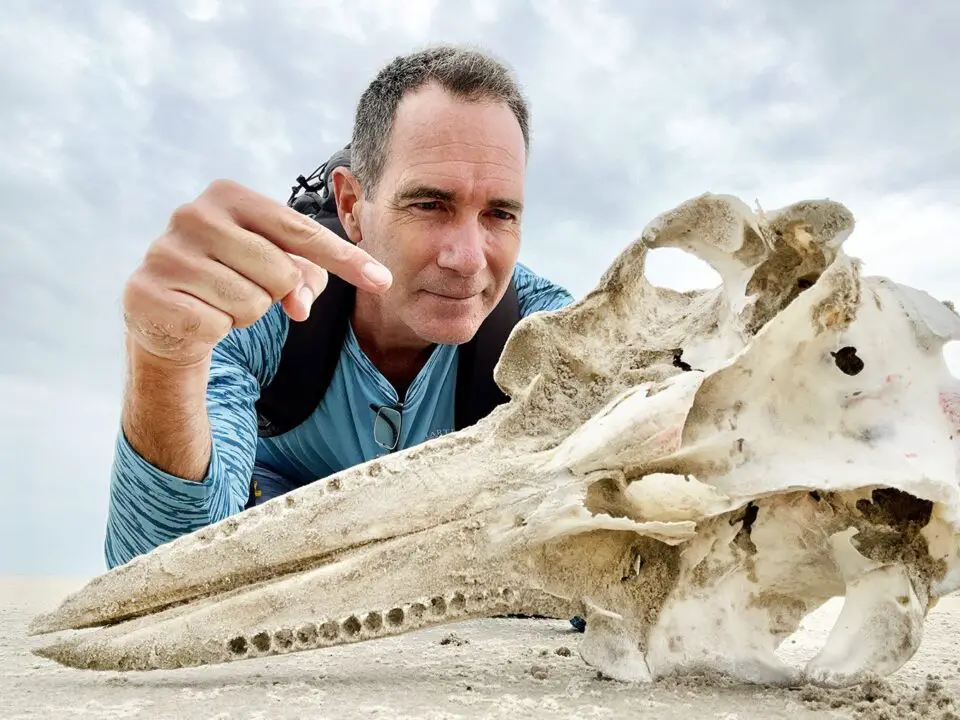Dolphin bones wash up on beach
