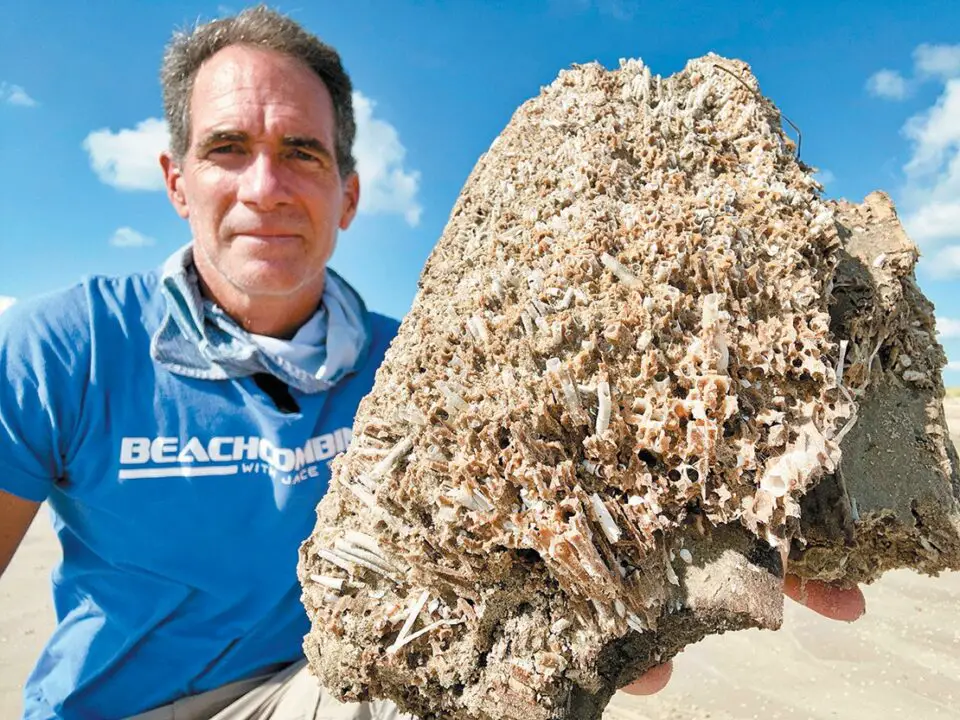 Worms riddle washed-up debris