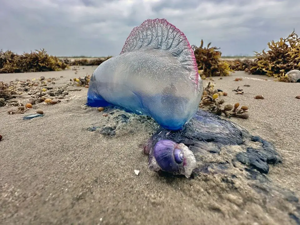 Storm snails’ life on the raft