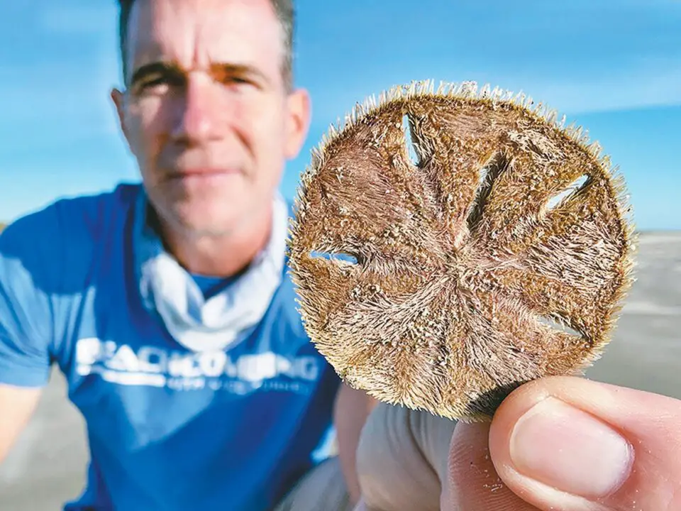 Nature’s currency washes ashore